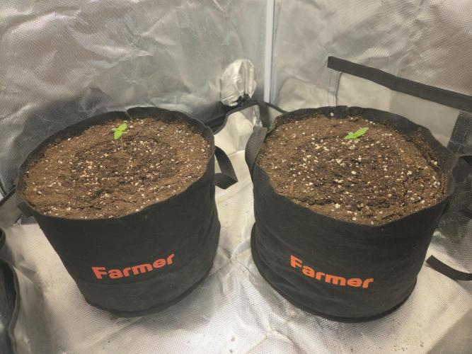69's Purple Banana Punch. Week 1