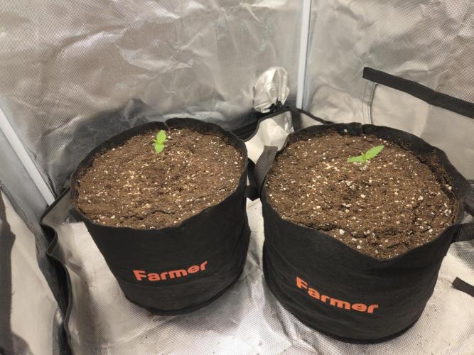 69's Purple Banana Punch. Week 1