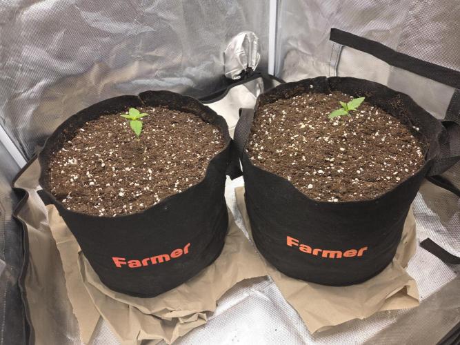 69's Purple Banana Punch. Week 1 - Frustrated with all the water we still have so actually pulled a good amount out