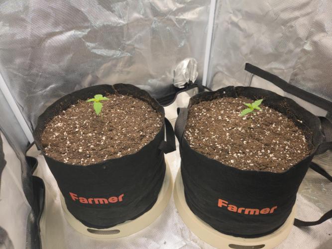 69's Purple Banana Punch. Week 1 - Raised them up to keep some air circulation at the bottom no more excess water👌