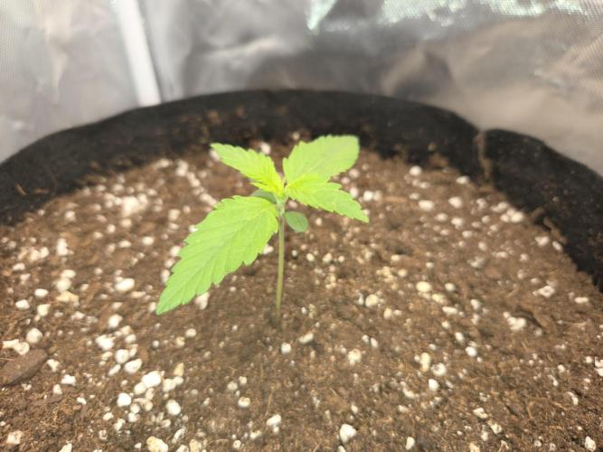69's Purple Banana Punch. Week 1 - Week 1 over, here we have lefty