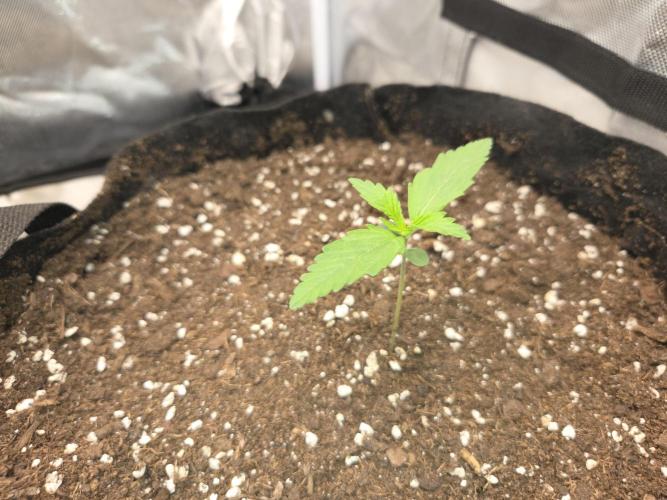 69's Purple Banana Punch. Week 1 - And here we have righty 😄