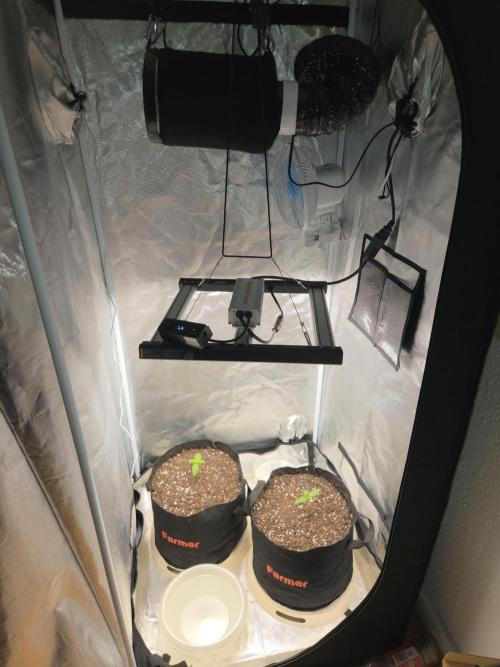 69's Purple Banana Punch. Week 1