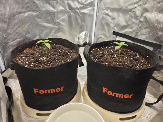 69's Purple Banana Punch. Week 2 - Week 2 and we're going strong I'd say