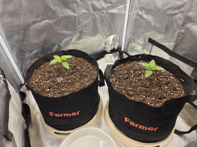 69's Purple Banana Punch. Week 2
