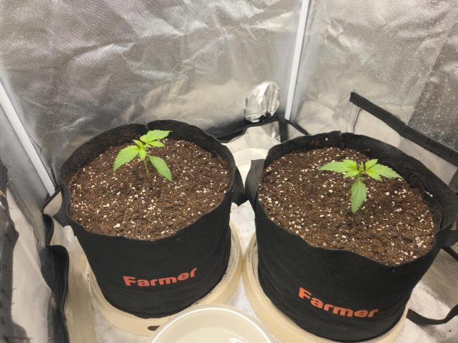 69's Purple Banana Punch. Week 2 - Day 10 here,after my past grows I've always thought about dipping the 1. Branche