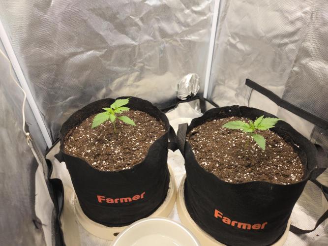 69's Purple Banana Punch. Week 2