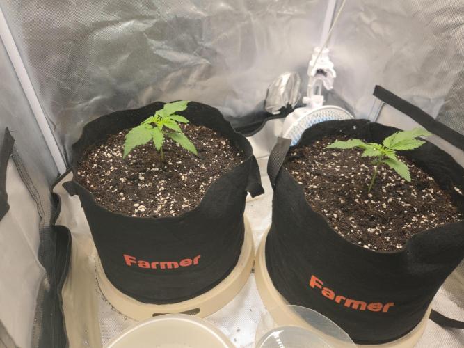 69's Purple Banana Punch. Week 2 - Day 12 sprayed the top and 500ml ea