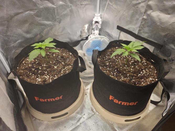 69's Purple Banana Punch. Week 2