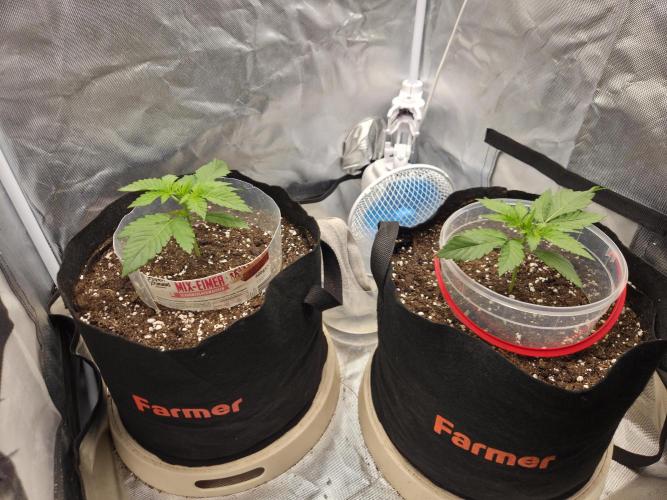 69's Purple Banana Punch. Week 2 - Humidity is killing me leaves are tacoeing so I tried some domes additionally...