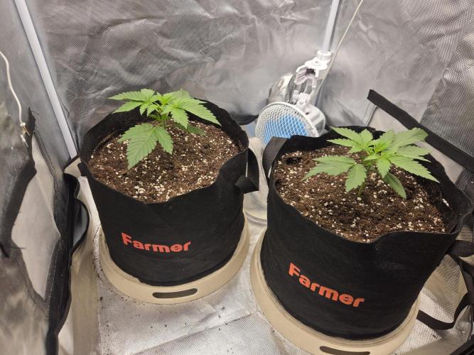 69's Purple Banana Punch. Week 3 - Day 15 Starting week 3 strong....