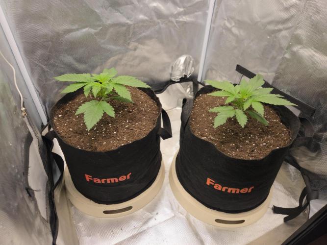 69's Purple Banana Punch. Week 3 - Day 16 and they just keep on going 