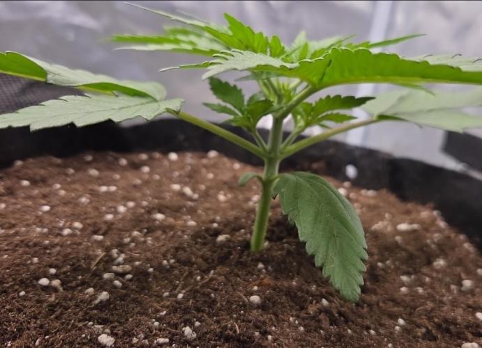 69's Purple Banana Punch. Week 3
