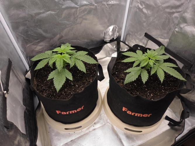 69's Purple Banana Punch. Week 3