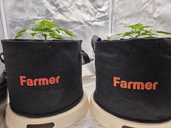 69's Purple Banana Punch. Week 3