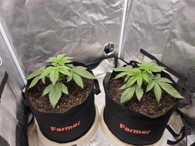 69's Purple Banana Punch. Week 3 - Uhh just look at these beuties nothing's gonna stop em 🤣