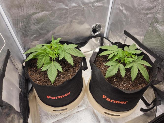 69's Purple Banana Punch. Week 3 - A little bit of tucking for those branches that are starting to shoot out. 
