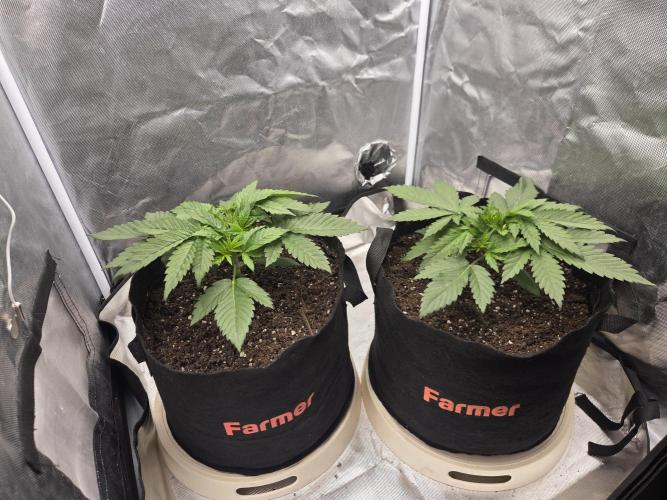 69's Purple Banana Punch. Week 3 - Day 19