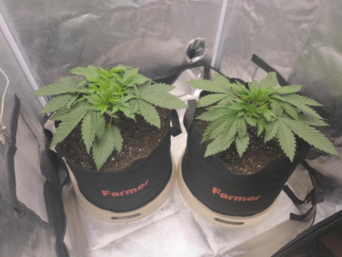 69's Purple Banana Punch. Week 3 - Day 20