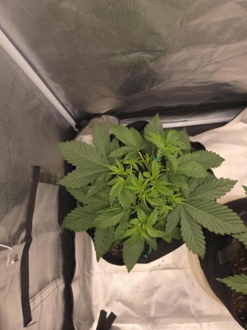 69's Purple Banana Punch. Week 3 - Lefty is looking amazing and first few branches trained for light