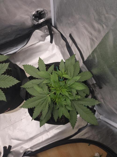 69's Purple Banana Punch. Week 3 - Righty here is maybe a day or 2 behind
