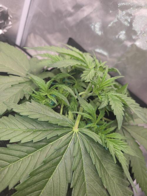 69's Purple Banana Punch