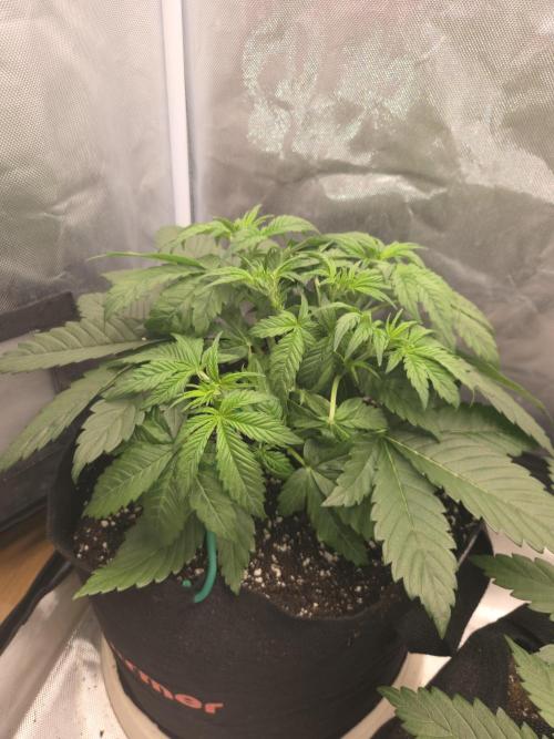 69HotGrows