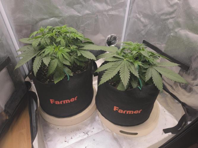 69's Purple Banana Punch. Week 4 - Day 22