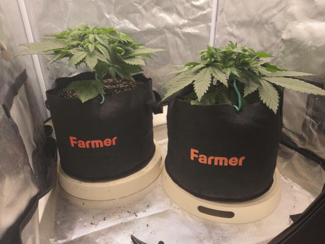 69's Purple Banana Punch. Week 4