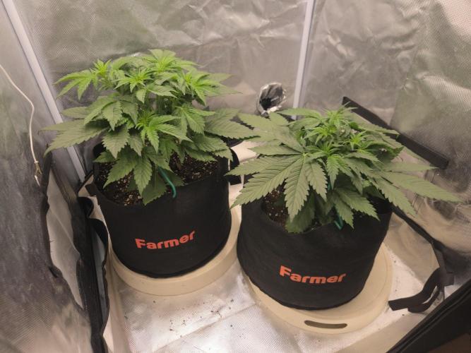 69's Purple Banana Punch. Week 4 - Lefty is going insane! Be time to get the SCROG Net up soon I think xD