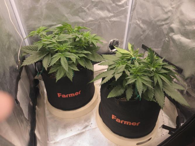 69's Purple Banana Punch. Week 4 - Starting to get work in on righty growing for more lst