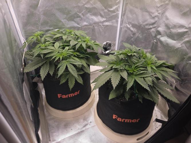 69's Purple Banana Punch. Week 4