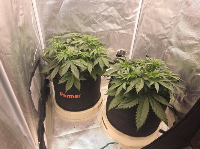 69's Purple Banana Punch. Week 4 - Day 27, both got 3l of watering today. Those nodes keep seperating more xD