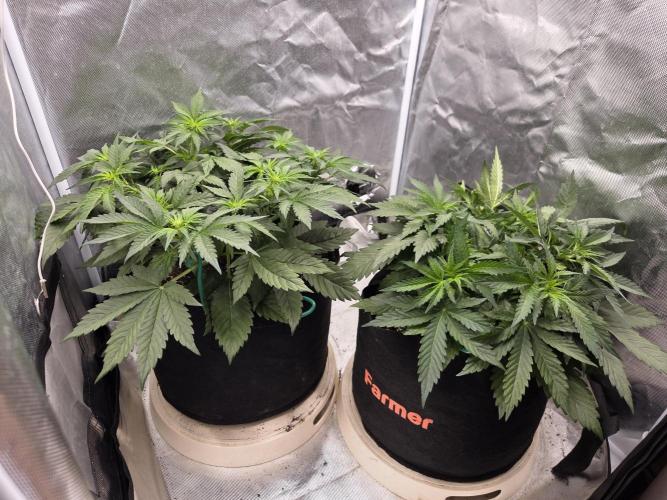 69's Purple Banana Punch. Week 4 - Day 28 "whit whew" 🤣 Week 4 is over and the stretch goes on. 