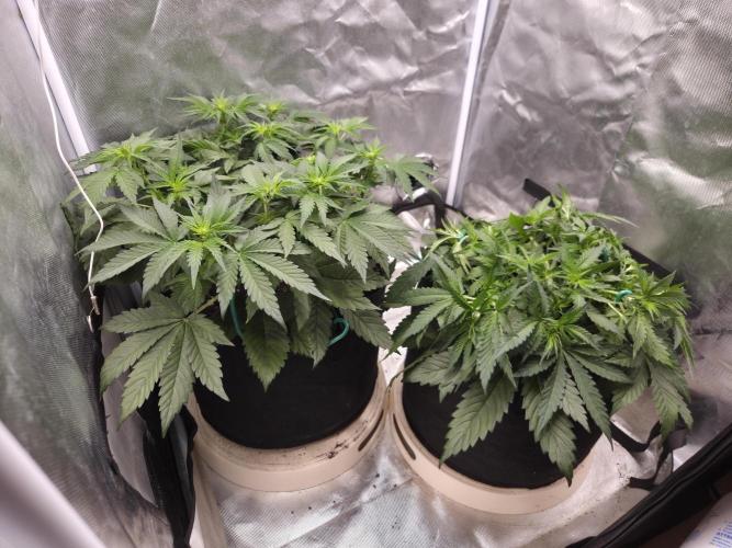 69's Purple Banana Punch. Week 5
