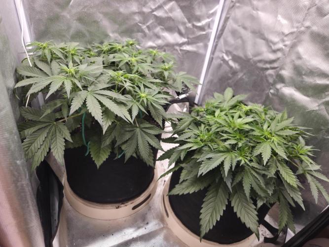 69's Purple Banana Punch. Week 5 - Lefty is feeling real light again and we'll just give her pure water today
