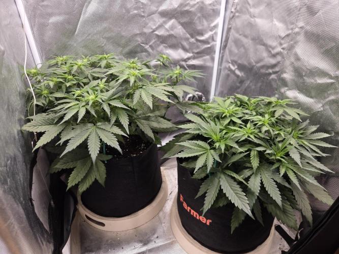 69's Purple Banana Punch. Week 5 - Day 31