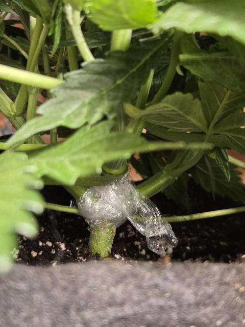 69's Purple Banana Punch. Week 5