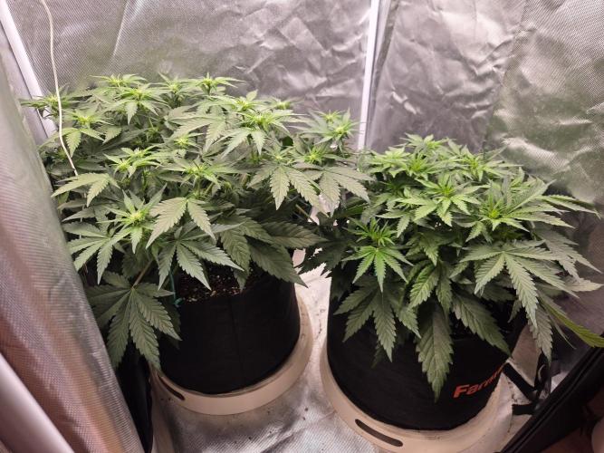 69's Purple Banana Punch. Week 5 - Day 32 righty is a warrior no signs of the snappage last night 🙏🏽💪🏽