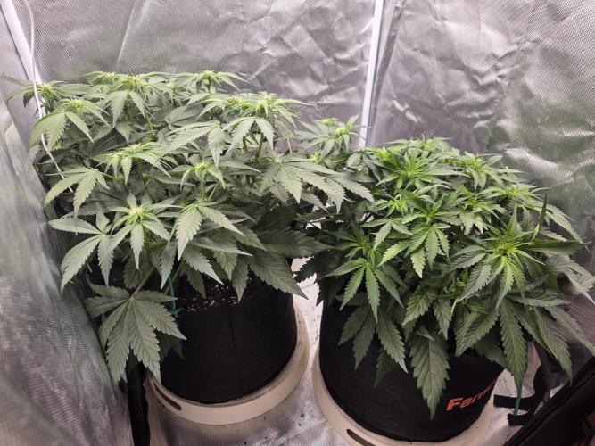 69's Purple Banana Punch. Week 5 - Day 33, I sence a very light sweet and fruity whift when I open the tent