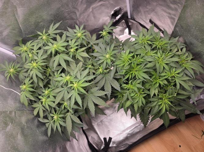69's Purple Banana Punch. Week 5