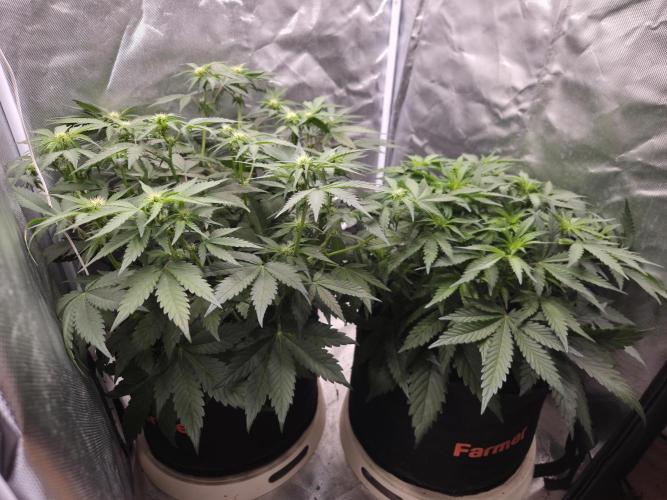69's Purple Banana Punch. Week 5 - Day 34