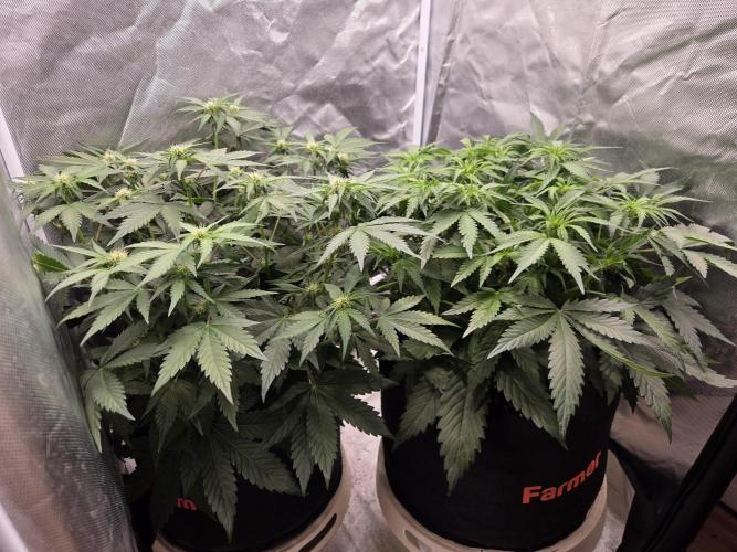 69's Purple Banana Punch. Week 5 - Day 35, we raised righty up a lil to catch more light