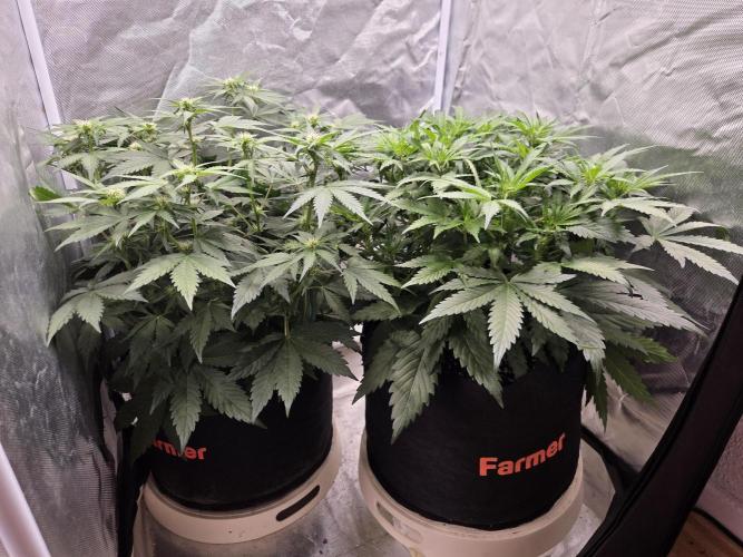 69's Purple Banana Punch. Week 6 - Day 36