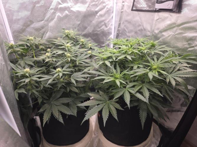 69's Purple Banana Punch. Week 6 - Day 38