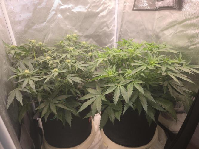 69's Purple Banana Punch. Week 6 - Day 37