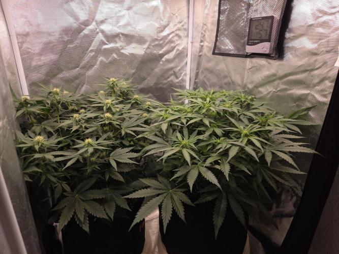69's Purple Banana Punch. Week 6 - Day 39