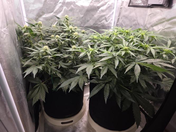 69's Purple Banana Punch. Week 6 - Day 40