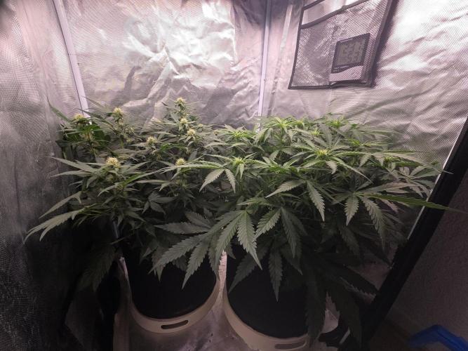 69's Purple Banana Punch. Week 6 - Day 41