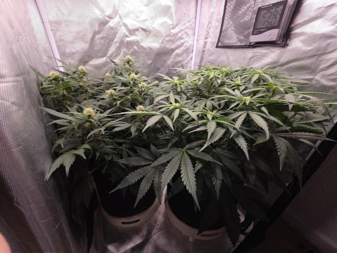 69's Purple Banana Punch. Week 6 - Day 42 
